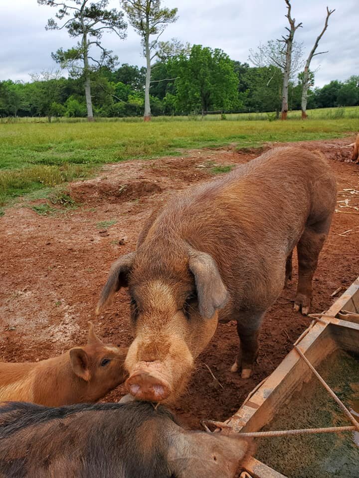 100052103_2926384670730006_7976206288210100224_n A large brown pig interacts with smaller piglets near a feeding trough on a farm, surrounded by a grassy field and trees under a cloudy sky.