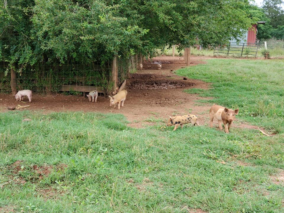 100090079_2926384480730025_5472149159601504256_n A group of playful piglets exploring a grassy farmyard, with a mix of colors and patterns, surrounded by a wooden fence and trees in the background.