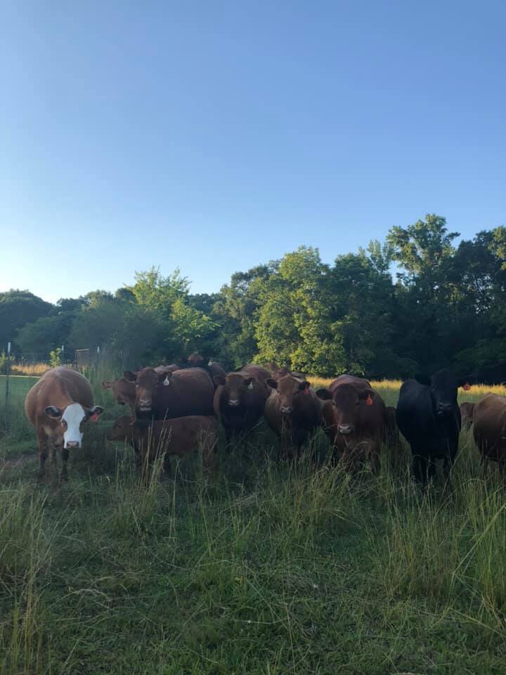 103210596_2958793080822498_6484301936243250285_n Herd of cattle grazing in a lush green field under a clear blue sky, with various brown and black cows visible among tall grass and trees in the background.