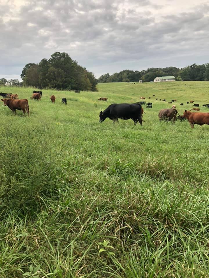 119739706_3253645791337224_7877635233697647724_n Cows grazing in a lush green pasture under a cloudy sky, with a farm house visible in the background. The image captures a serene rural landscape, highlighting livestock farming and natural grazing practices.