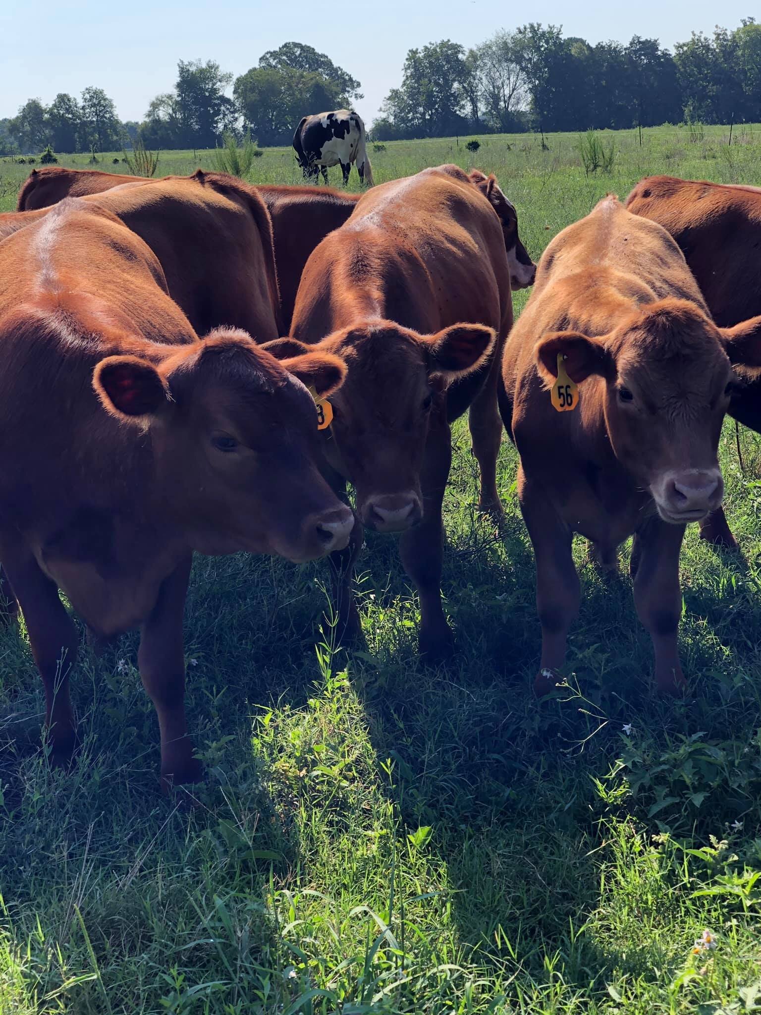 124621320_3404171552951313_1959625072647506142_o Group of brown calves in a green pasture, with a black and white cow grazing in the background under a clear blue sky.