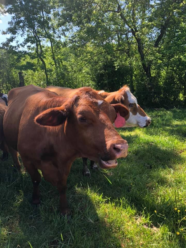 92952797_2827554520613022_2292262833724850176_n Two cows grazing in a sunny pasture, surrounded by lush greenery. One cow is brown with a prominent face, while the other is a mixed-color breed with white and brown patches. The scene captures the essence of rural farming and animal husbandry.
