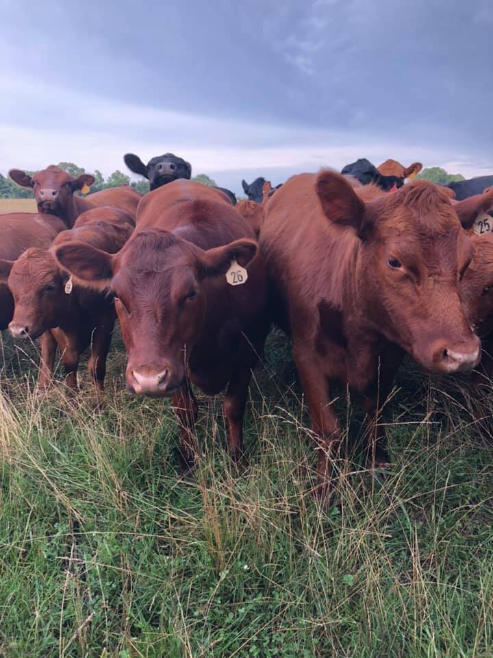 94306432_2842953812406426_7094571294728912896_n Herd of brown cattle grazing in a grassy field under a cloudy sky, showcasing their distinctive ear tags for identification.