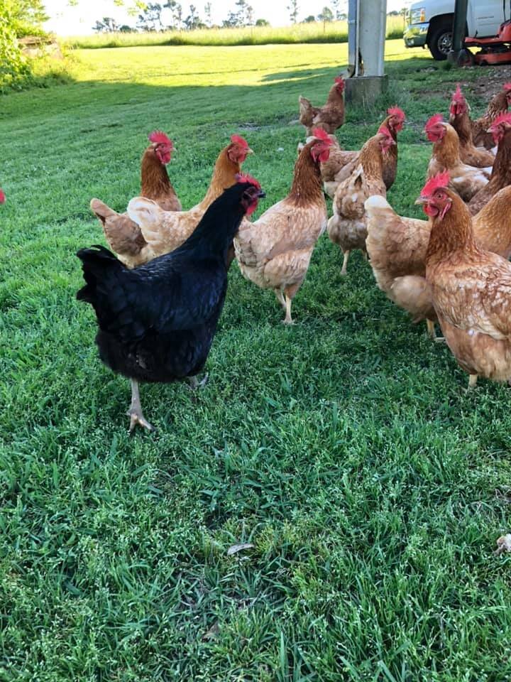 94575300_2842953592406448_1801193036357566464_n A flock of brown and black chickens foraging on green grass in a sunny outdoor setting, showcasing free-range poultry farming.