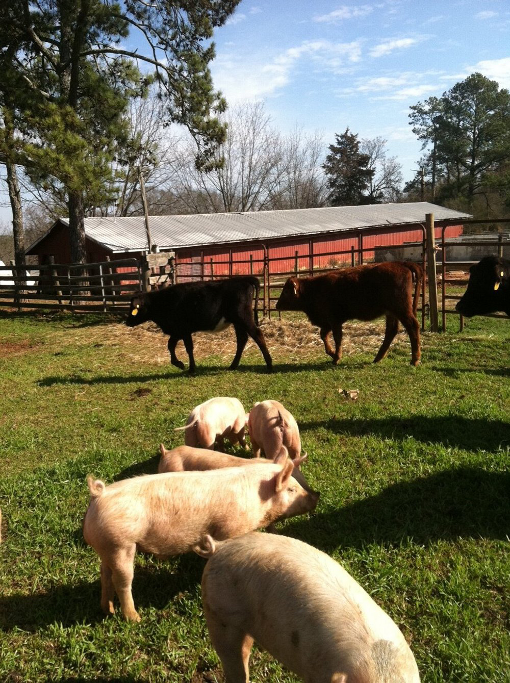 IMG_0214 Farm scene featuring pigs and cattle grazing on green grass, with a red barn and trees in the background under a clear blue sky.