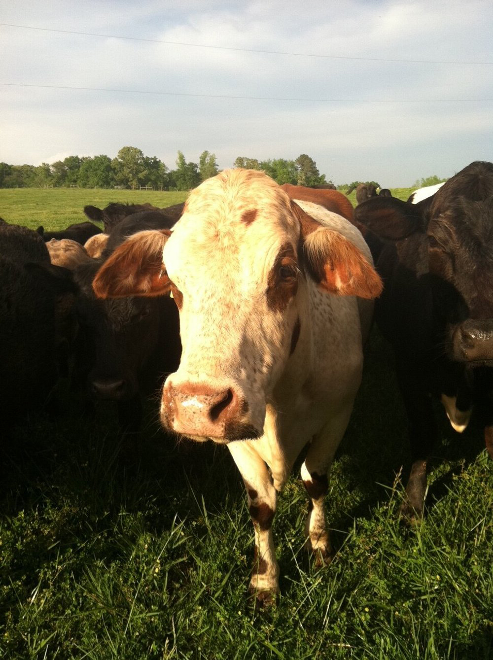 IMG_0246 A close-up of a curious brown and white cow standing in a lush green pasture, surrounded by other black and brown cows, with a clear sky in the background. This image captures the essence of farm life and livestock grazing.